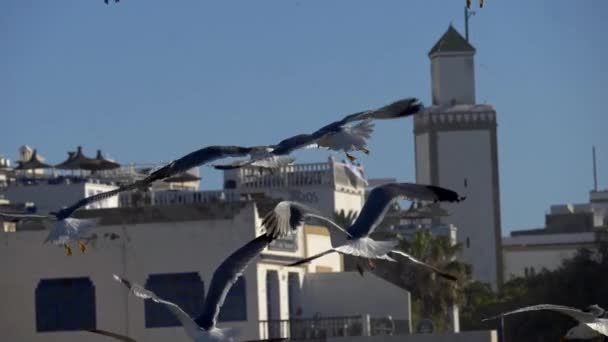 Essaouira, Fas balık pazarında havada uçan martıları yavaş çekim — Stok video