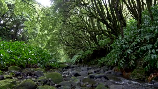 Гимбальный снимок тропического леса. 4K, UHD — стоковое видео