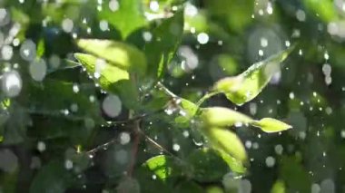 Bitkilerin yeşil yaprakları düşen yağmur damlaları onbinlerce yavaş çekim