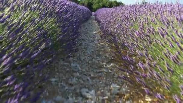 Prise de vue à la carabine d'un champ de lavande en Provence. 4K, UHD — Video