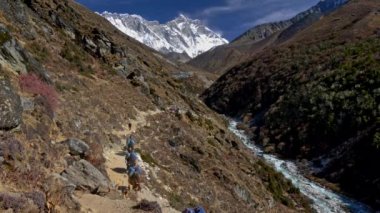 Dağ izi boyunca Everest Bankası kampından taşımaya yaks. Everest Dağı manzarası. 4k, Uhd