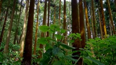 Gizemli orman Azores, Portekiz. Yürüyüş boyunca güzel orman ağaçlar ve çalılar. 4k, Uhd