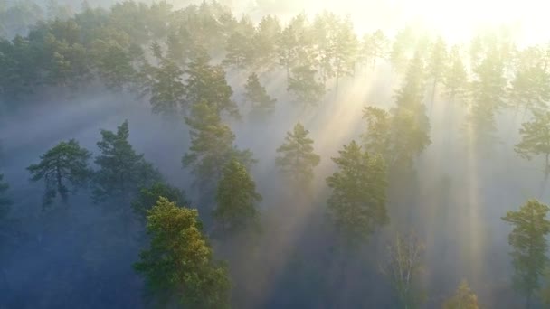Tiro aéreo de raios solares quentes vistos através de pinheiros durante o nascer do sol na floresta de primavera. 4K, UHD — Vídeo de Stock