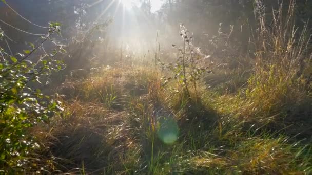朝早く、緑の草原を歩きます。木や朝の秋夏春の森でマルチカラーの草を通って来る日の明るく暖かい光のシーン。4 k、Uhd — ストック動画