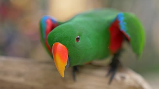 Eclectus πράσινο παπαγάλος με μύτη πορτοκαλί και κόκκινο και μπλε φτερά στο Μπαλί Bird Park στο Μπαλί, Ινδονησία. 4k, Uhd — Αρχείο Βίντεο