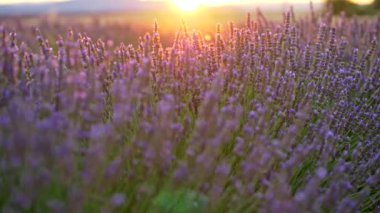 Gün batımı ışınları lavanta alanında kaydırma yakın çekim shot. Provence, Fransa. 4k, Uhd