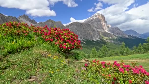 Arbustos com belas flores cor-de-rosa em primeiro plano. Gimbal shot of Alps, Itália. 4K, UHD — Vídeo de Stock