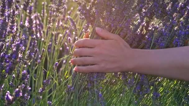 Zenske ruce pomalu a jemně hladil květy fialové levandule v ranním slunci. Pole levandule v Provence, Francie. Zpomalený pohyb close-up shot