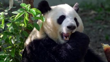 Yetişkin panda iyice çiğneme bambu. 4k, Uhd