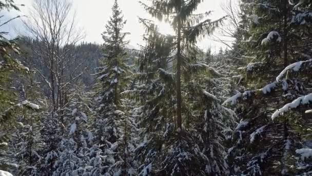 Сніговий сосновий ліс пронизаний променями ранкового сонця. 4K, UHD — стокове відео