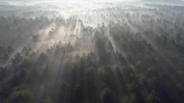 Havadan çekim gündoğumu, sisli ormanın. Sabahın erken saatlerinde çam ağaçları üzerinde uçan. 4k Uhd