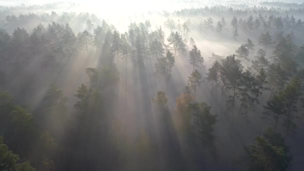 Salida del sol en un hermoso bosque brumoso. Volando sobre árboles verdes con rayos de sol temprano en la mañana brumosa. Disparo aéreo, 4K — Vídeos de Stock