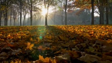 Gün batımında güzel sonbahar park. Renkli sonbahar sezon.