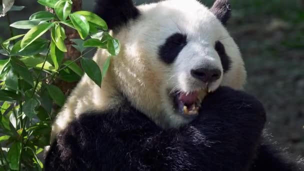 Panda Adulto Masticando Bambú Fondo Zoom Hacia Fuera Tiro — Vídeos de Stock
