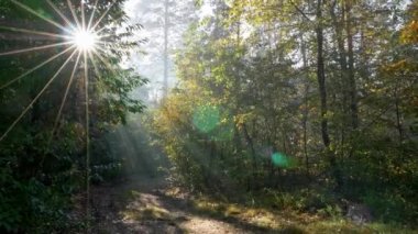 Güneş ışınları bir sonbahar ormandaki ağaçlar geliyorum. Atış gimbal. Bir orman yolu yürüyüş