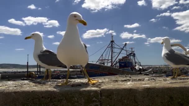 Essaouira, Marocko. Fett seagulls letar efter mat i porten av fiskmarknaden. Slow motion shot, Uhd — Stockvideo