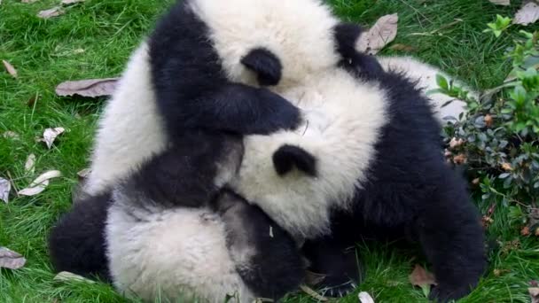 Tři pandy hrát a bojovat s sebou na zelené trávě. UHD — Stock video