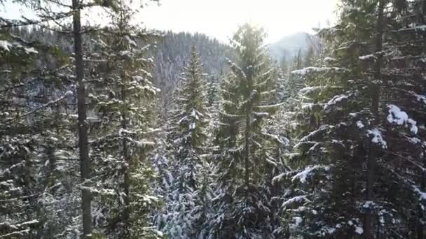 Vinterlandskap med strålar solen kommer genom trädgrenar. Flyga ner genom snöiga tallskog under sunrise. Antenn skott, 4k — Stockvideo