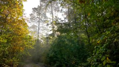 Gündoğumu büyülü ormanı. Güneş ışınları ile güzel sisli ormanın atış vinç. 4k Uhd