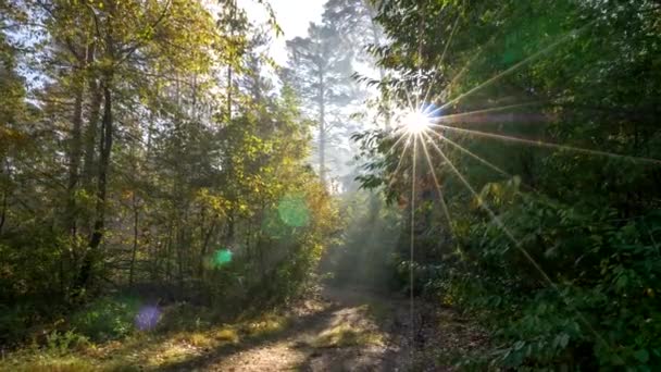Прогулка по волшебному лесу рано утром. Зеленые и желтые листья с солнечными лучами. Гимбальный выстрел — стоковое видео