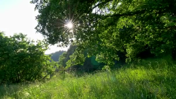 Concepto de verano: paisaje de naturaleza verde. Rayos brillantes de sol penetrando las ramas de los árboles. Flora verde exuberante en el borde de un bosque y un prado. 4K — Vídeos de Stock