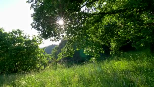 Sommerkonzept: grüne Naturlandschaft. helle Sonnenstrahlen durchdringen die Äste der Bäume. grüne üppige Flora am Rande von Wald und Wiese. 4k — Stockvideo