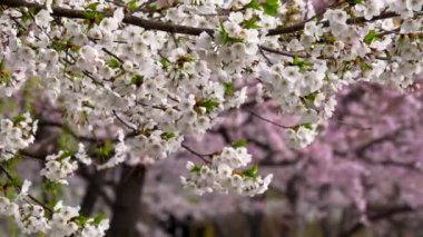 Sakura çiçekleri ile bahar doğa arka plan. Güzel ve yumuşak beyaz çiçekleri pembe sakura arka planda, Seoul, Güney Kore odaklanmamış rüzgarda sallayarak sakura. Atış, Uhd kaydırma
