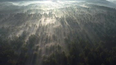 Sunrise sisli ormanın içinde. Sabah çam ormanı üzerinde uçan muhteşem görünüm. Ufuk sonuna kadar büyülü sis var. Hava atış, 4k