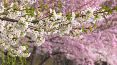 Seoul, Güney Kore. Beyaz çiçek bahar zaman rüzgârda titreyen sakura. UHD