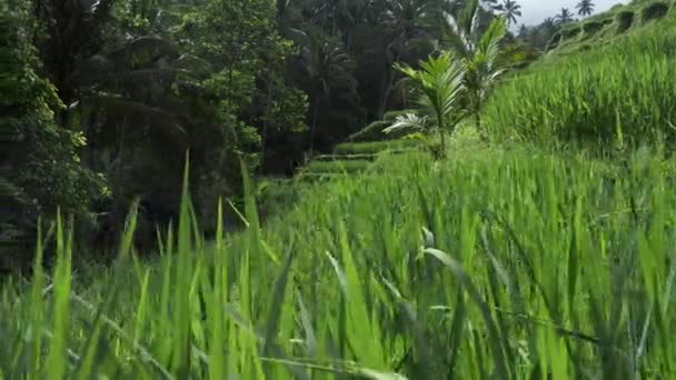 Rýžové terasy jsou situovány v Tegallalang, Bali, Indonésie. Rovníkové přírodní krajina. Svěží zelené rýžové terasy close-up během za jasného slunečného dne. UHD — Stock video