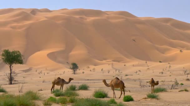 Wilde Kamele in der arabischen Wüste - leeres Viertel in Oman — Stockvideo