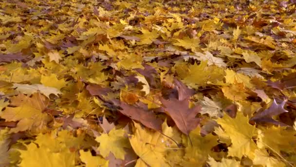 Herbst hinterlässt Hintergrundkonzept. schönes buntes gelbes und braunes Laub. Pistolenschuss, 4k — Stockvideo