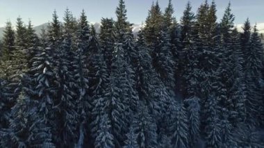 Kış dağ manzarası. Karla kaplı çam ormanı ve Karpatlar, Ukrayna bir vadi üzerinde uçan. Hava atış, 4k