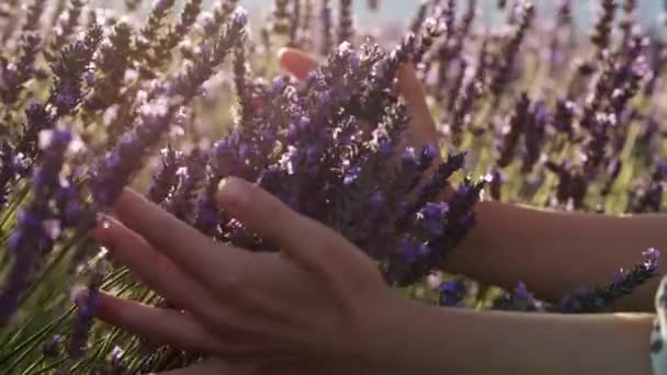 Mujer joven suavemente sosteniendo flores de lavanda en sus manos y oliendo las flores púrpuras durante un día soleado brillante. Disparo en cámara lenta — Vídeo de stock