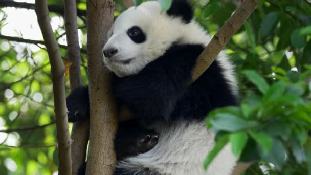 Bebé panda dormitando. Un oso panda divertido que se queda dormido sentado en un árbol en el verde. UHD — Vídeos de Stock