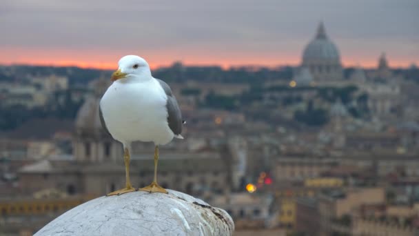 White seagull in Rome, Italy. Old Rome and St Peters Cathedral In Vatican after sunset at background. 4K, UHD — Stock Video