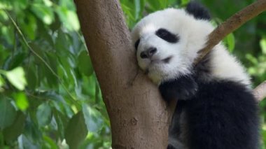 Bir ağaç arka planda yeşil yemyeşil flora ile oturan bebek panda öğle uykusu. 4k