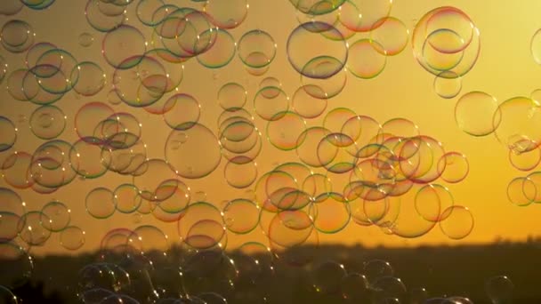 Seifenblasen fliegen in den goldenen Sonnenuntergangsstrahlen. 4k — Stockvideo