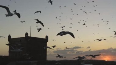 Essaouira, Fas günbatımı ışınları uçan martılar. UHD