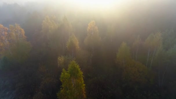 Vliegen over herfst mistige bos tijdens zonsopgang. Luchtfoto schot, 4k — Stockvideo