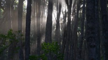 Mistery orman. Güneş ışınları sisli ormanda ağaçların arasından kırma. Atış, 4 k gimbal