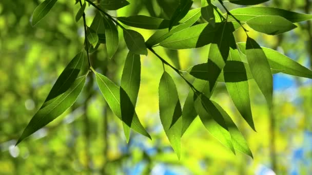 绿色的新鲜叶子在风的背景上摇曳 Uhd — 图库视频影像