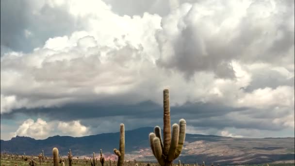 Los Cardones Milli Parkı, Salta, Arjantin. Zaman atlamalı büyük kaktüs, dağlar ve bulutlar. UHD, 4k — Stok video