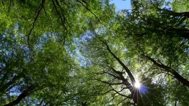 Gröna Träd Och Solen Sommaren Koncept Vandra Genom Vacker Sommar — Stockvideo