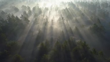 Ağaçların arasından gelen güneş ışınları ise gündoğumu sırasında puslu çam ormanı üzerinde uçan. Hava atış, 4k