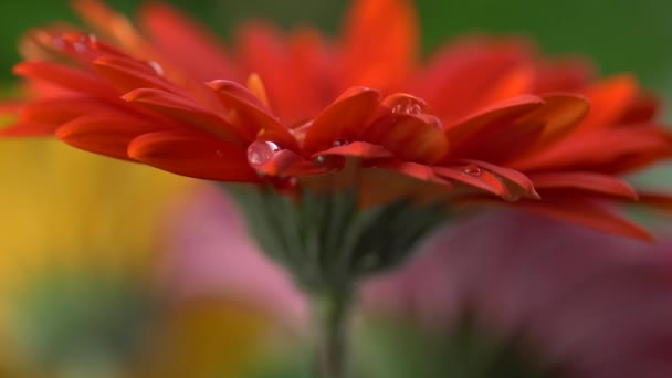 Water drops falling on petals of red daisy gerbera. Slow motion shot — Stock Video