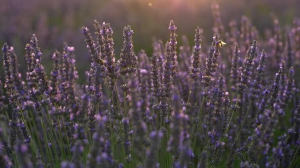 Včela, sedí na a létání ve fialové levandule květiny svítí v odpoledním slunci v Provence, Francie. UHD 4k — Stock video