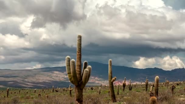 Los cardones nationalpark, salta, argentina. Zeitraffer mit großen Kakteen, Bergen und Wolken. uhd, 4k — Stockvideo