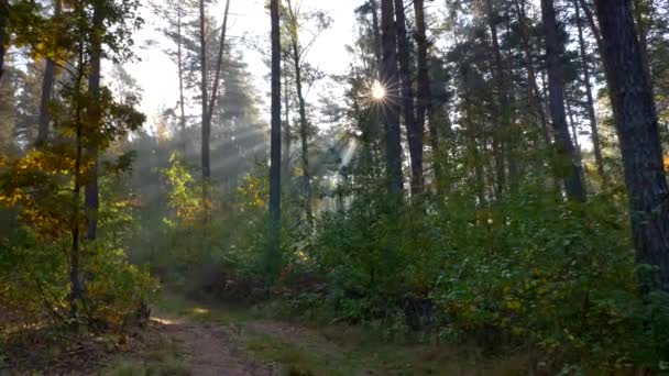 Δάσος καλοκαίρι νωρίς το πρωί με ακτίνες του ήλιου. Περπατώντας κατά μήκος της διαδρομής των δασών — Αρχείο Βίντεο