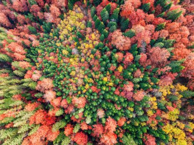 Hava yukarıdan aşağı atış sonbaharın Orman ağaçları. Kırmızı, sarı ve yeşil sonbahar arka plan ağaç.